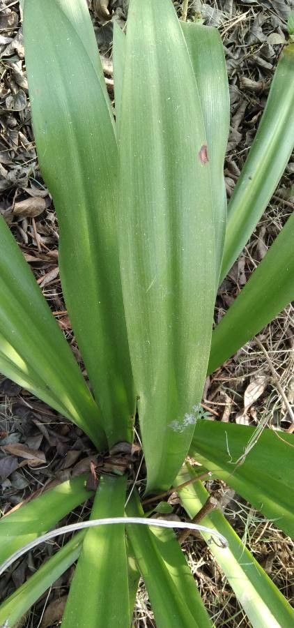 Colchicum corsicum — search result for 'Colchicum'