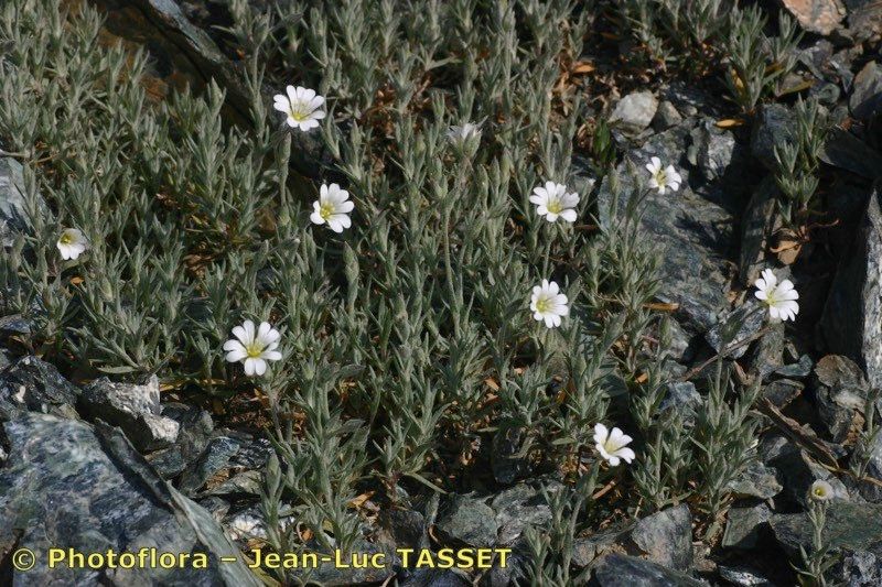Cerastium boissierianum habit
