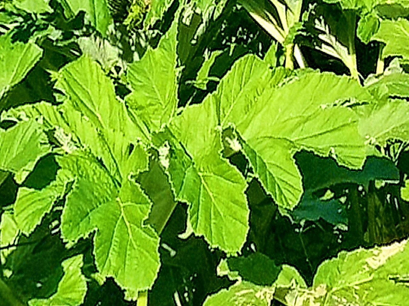 Heracleum villosum — search result for 'Heracleum'