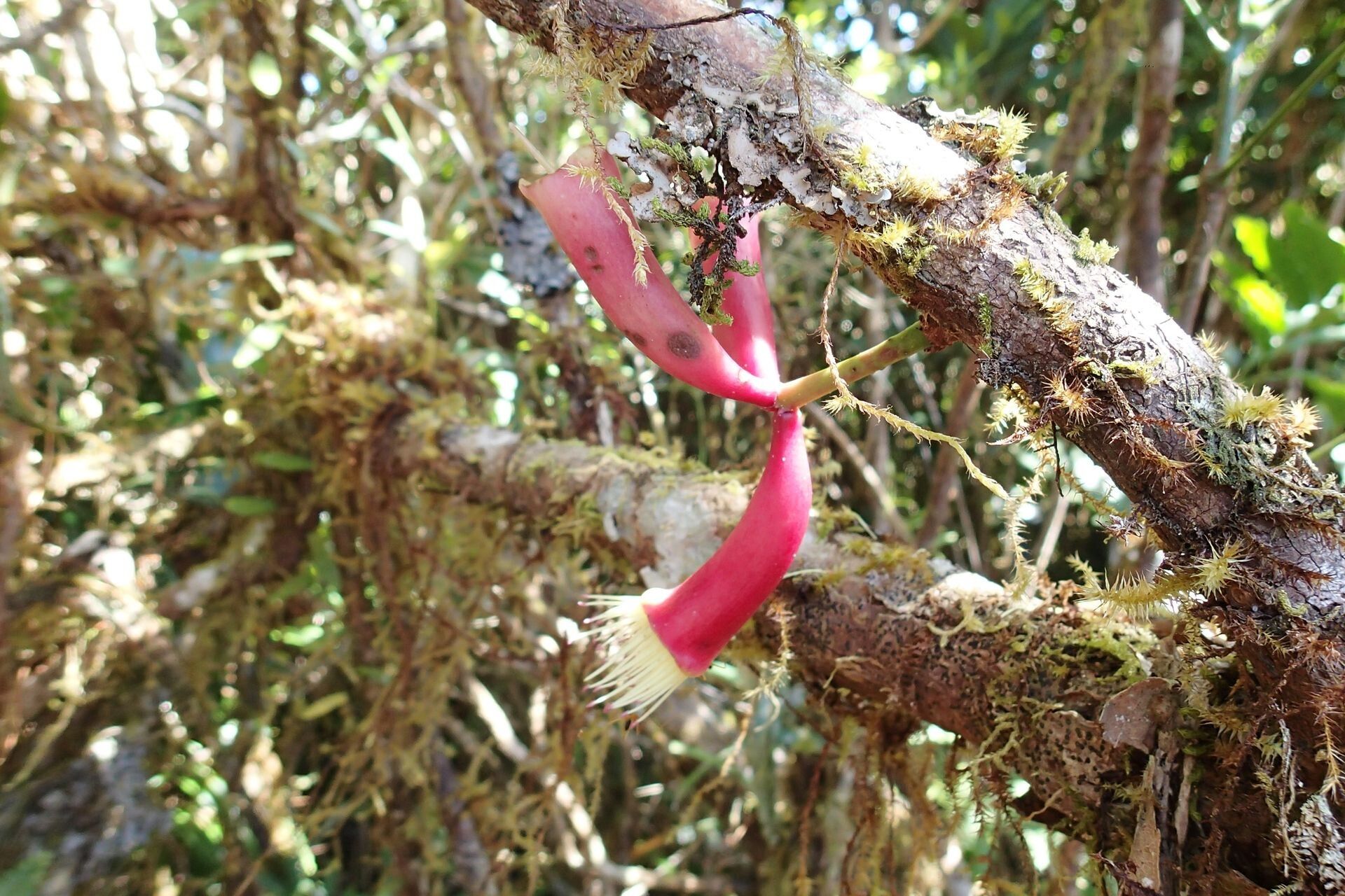 Syzygium neocaledonicum flower