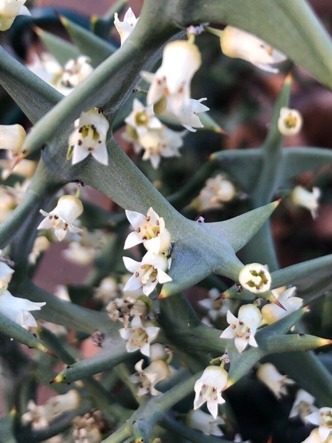 Colletia paradoxa flower