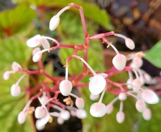 Begonia chlorosticta fruit