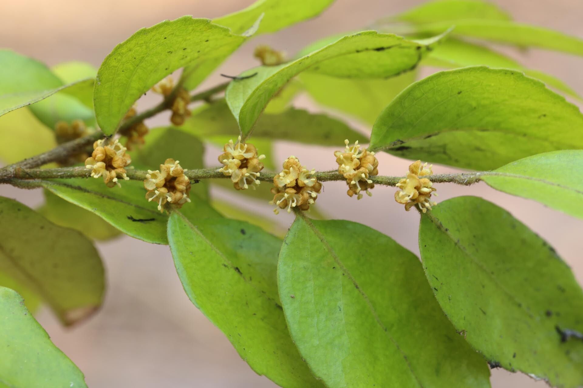 Drypetes gerrardii flower