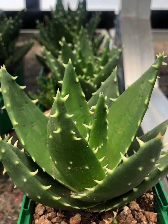 Aloe perfoliata leaf
