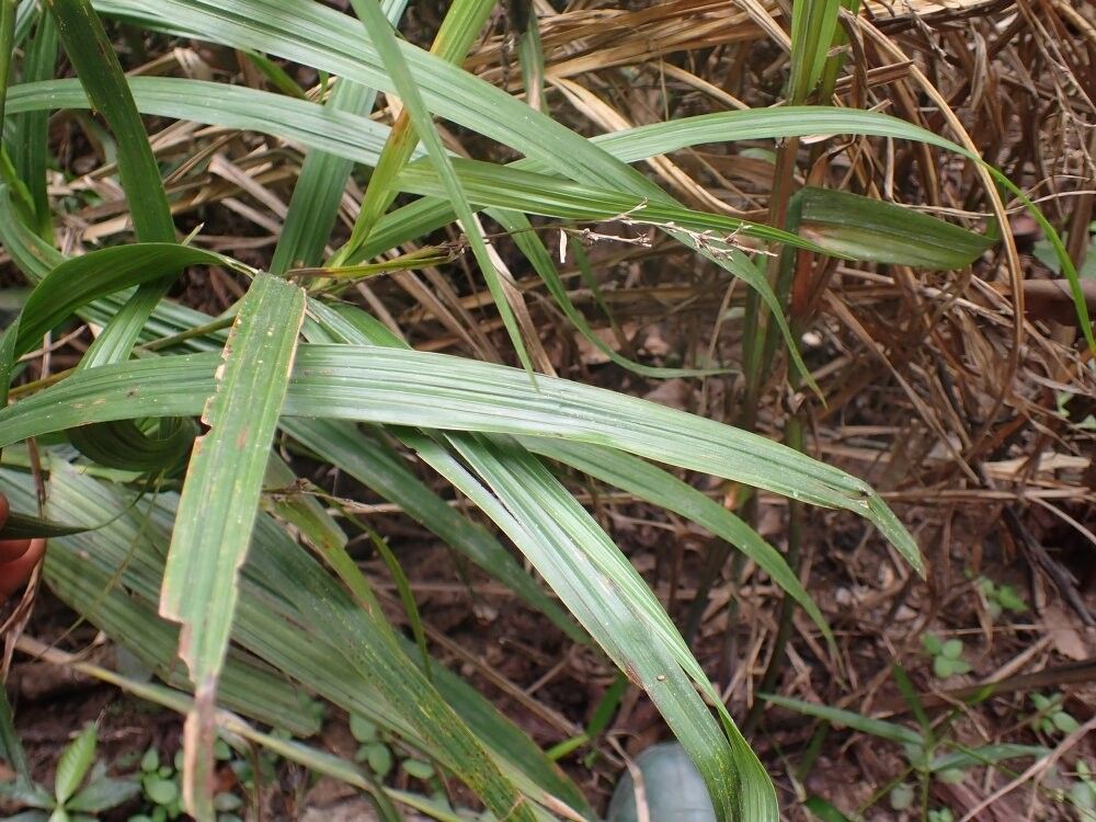 Scleria verrucosa — houseplant care guide