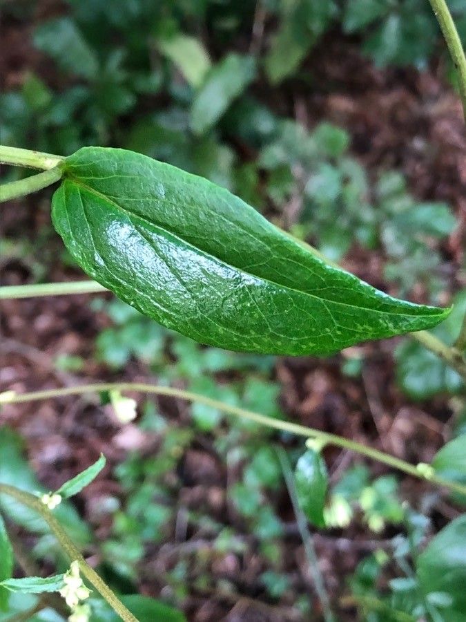 Vaccinium stamineum — search result for 'Ericaceae'