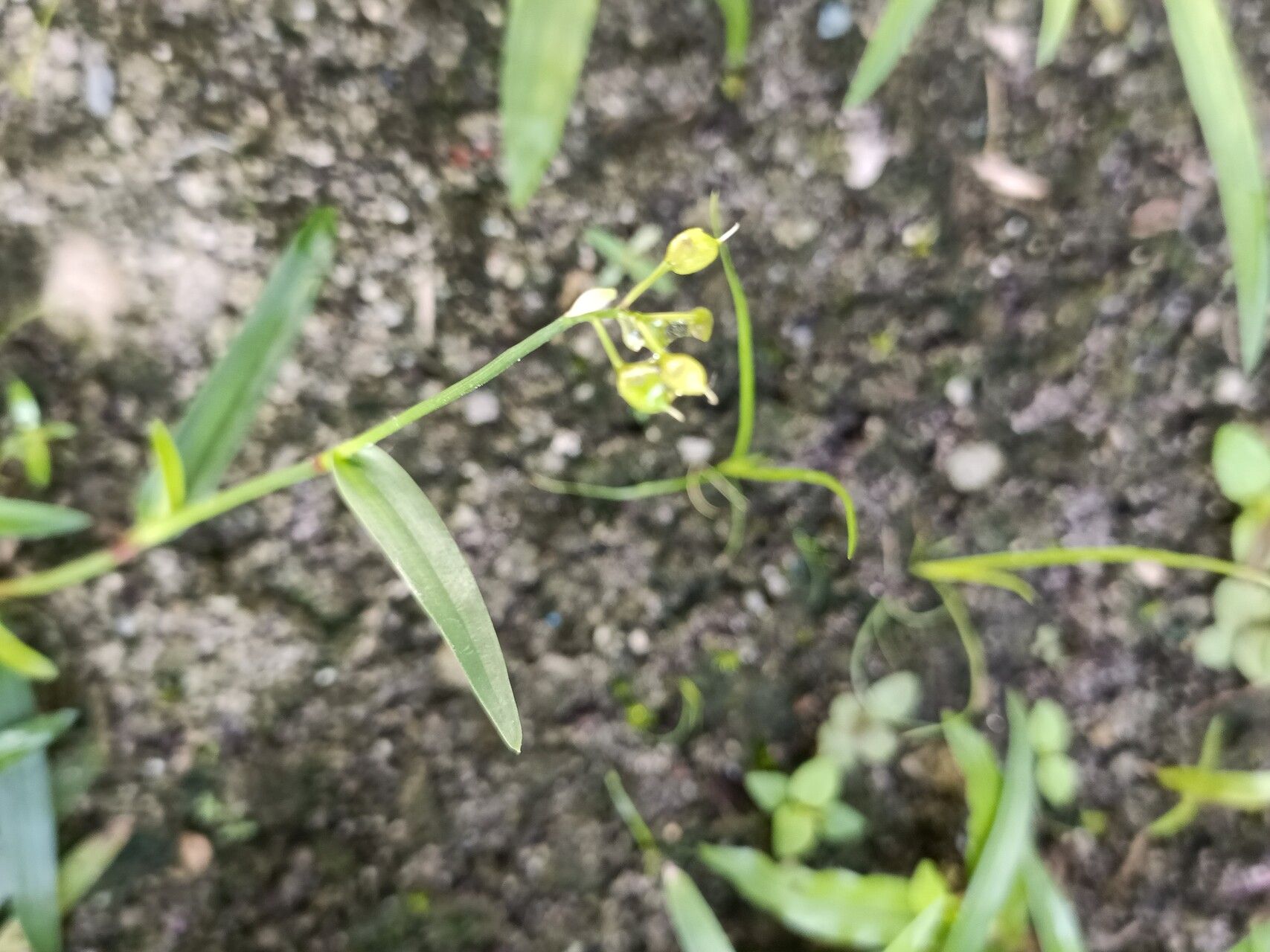 Murdannia nudiflora fruit