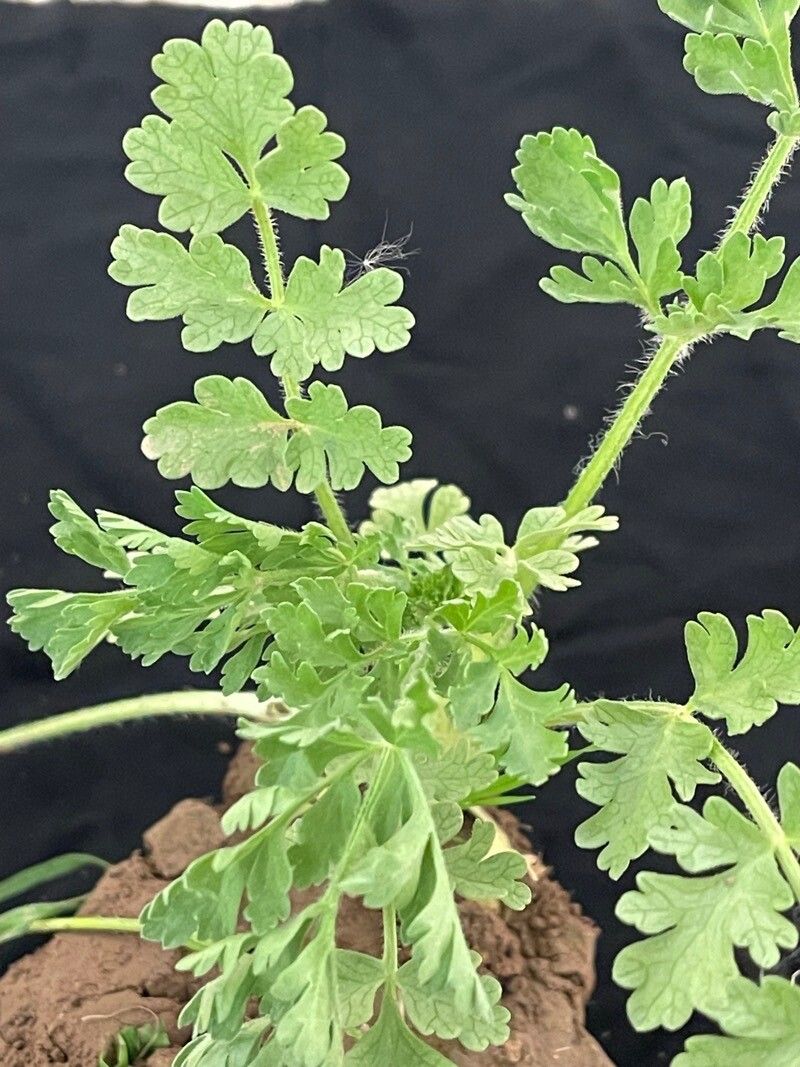 Tordylium aegyptiacum leaf