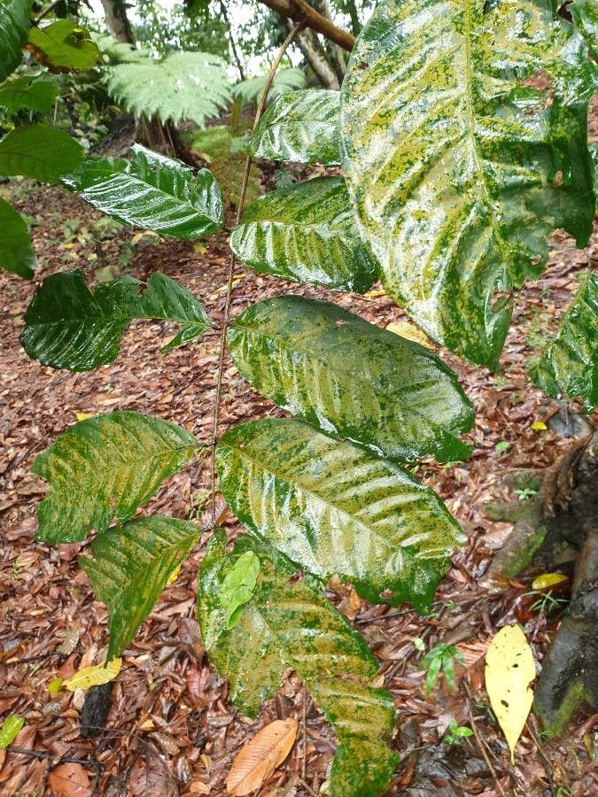 Nephelium ramboutan-ake — related species from the same genus