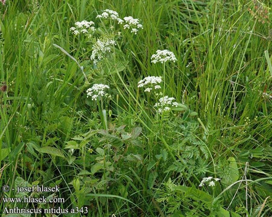 Anthriscus nitida other