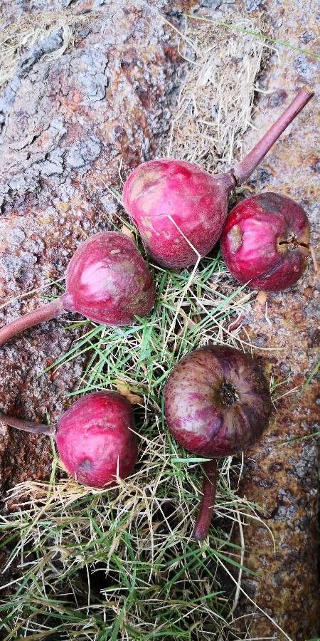 Ficus variegata fruit