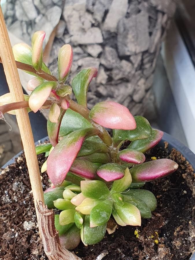 Anacampseros telephiastrum — difficulty difficulty houseplant