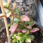 Anacampseros telephiastrum