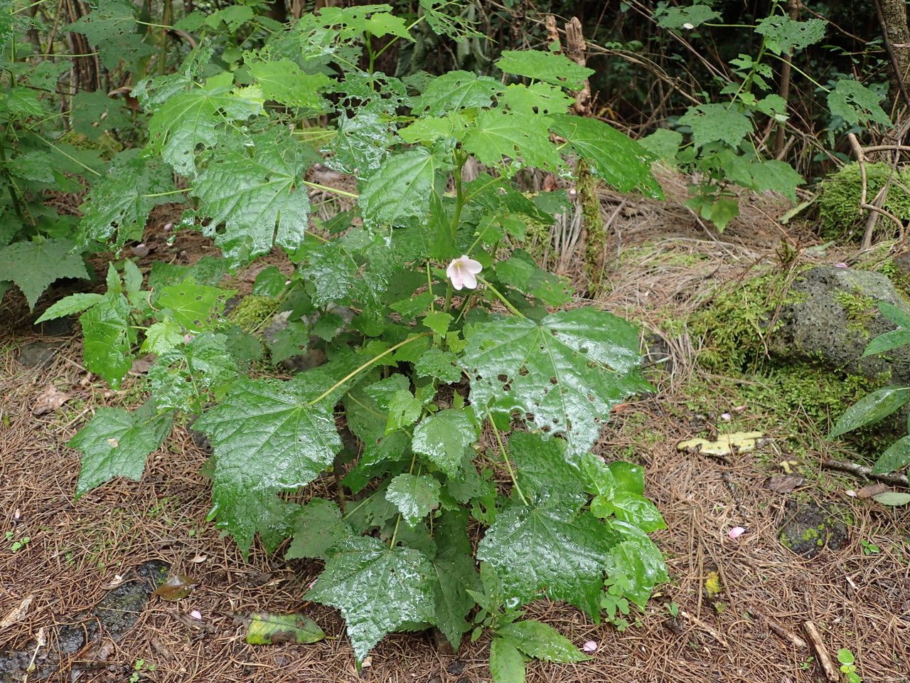 Pavonia columella habit