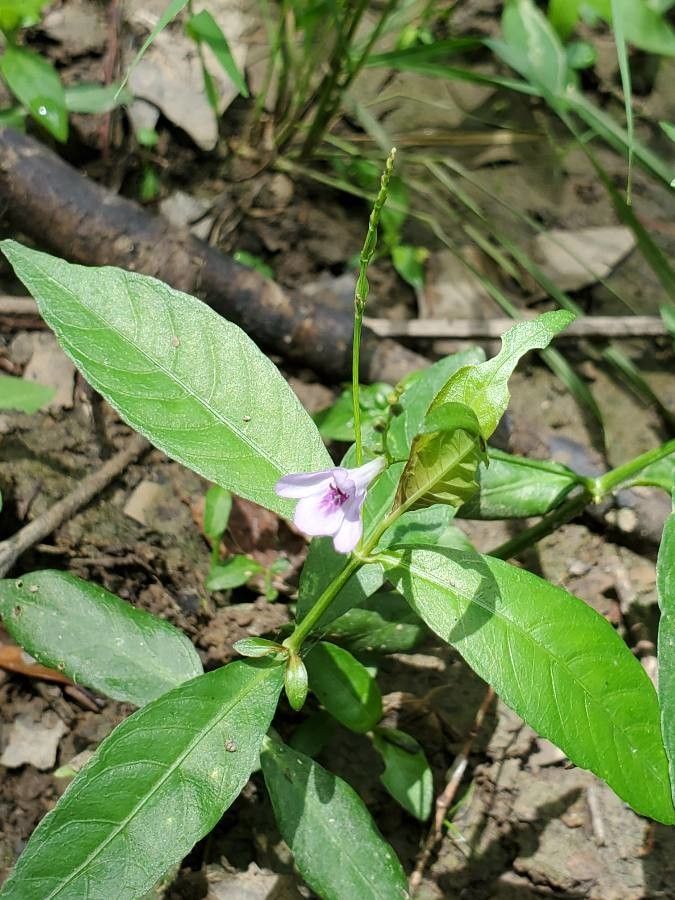 Justicia ovata flower