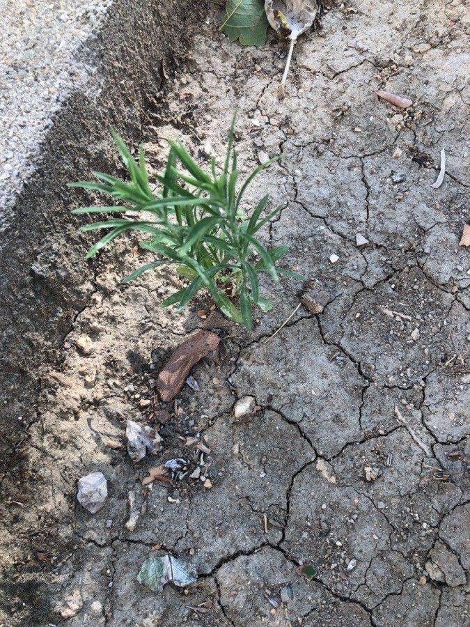 Conyza bonariensis leaf