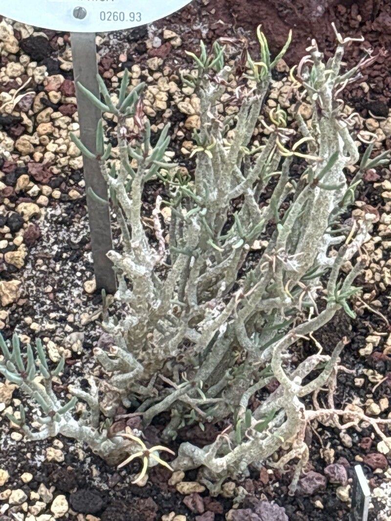 Tylecodon buchholzianus leaf