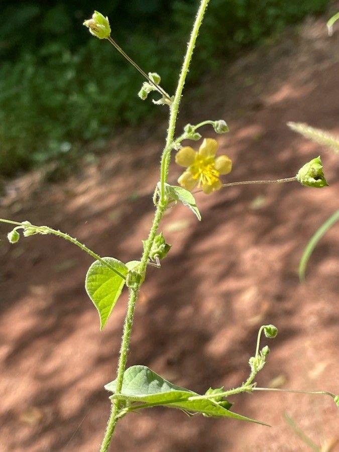 Abutilon abutiloides