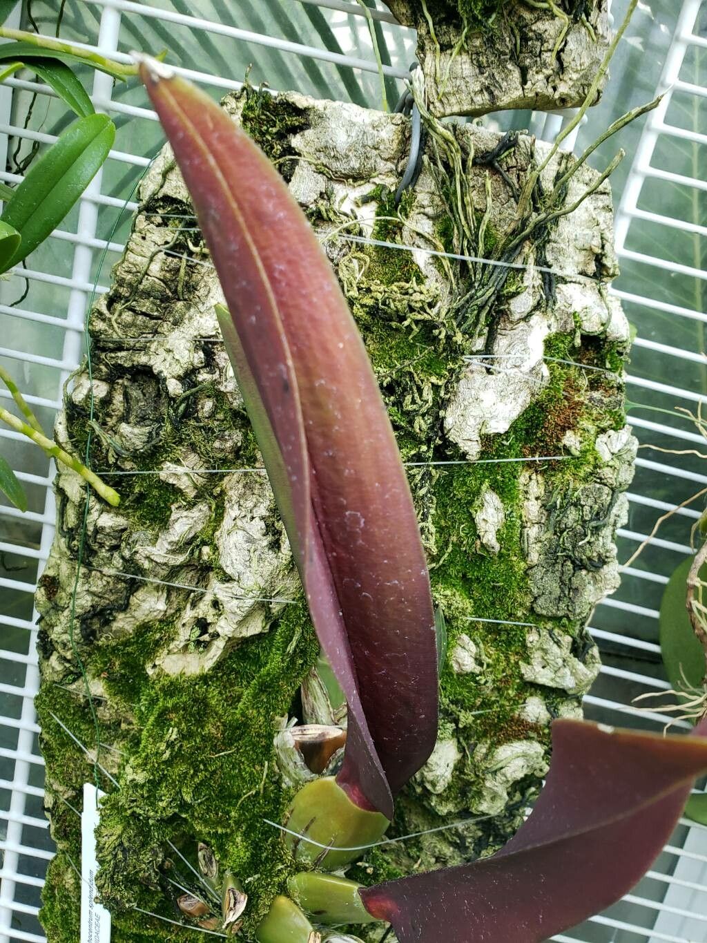 Trichocentrum splendidum — houseplant care guide