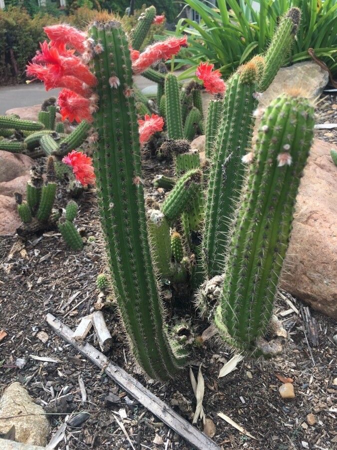 Cleistocactus samaipatanus habit