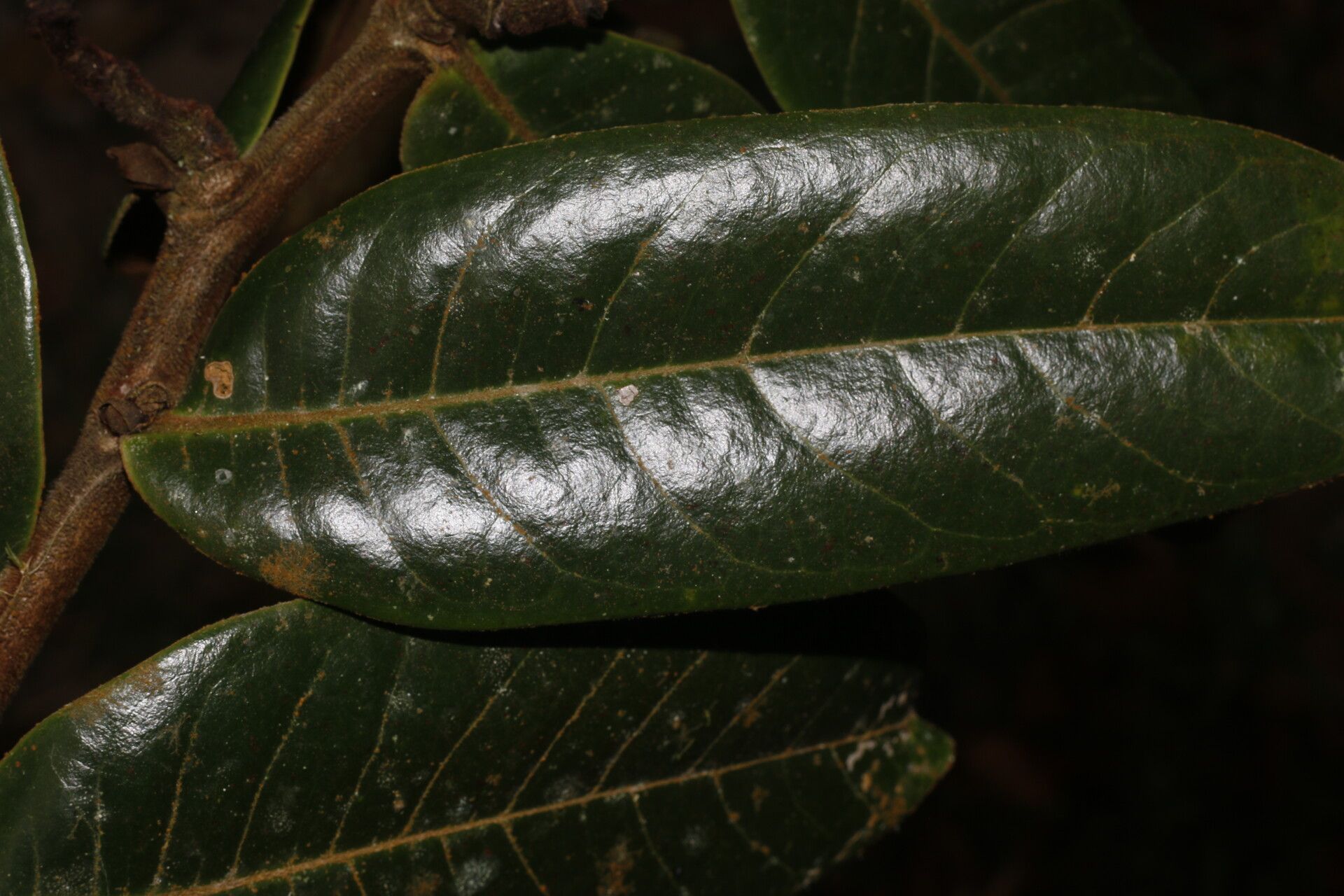 Guatteria talamancana — houseplant care guide