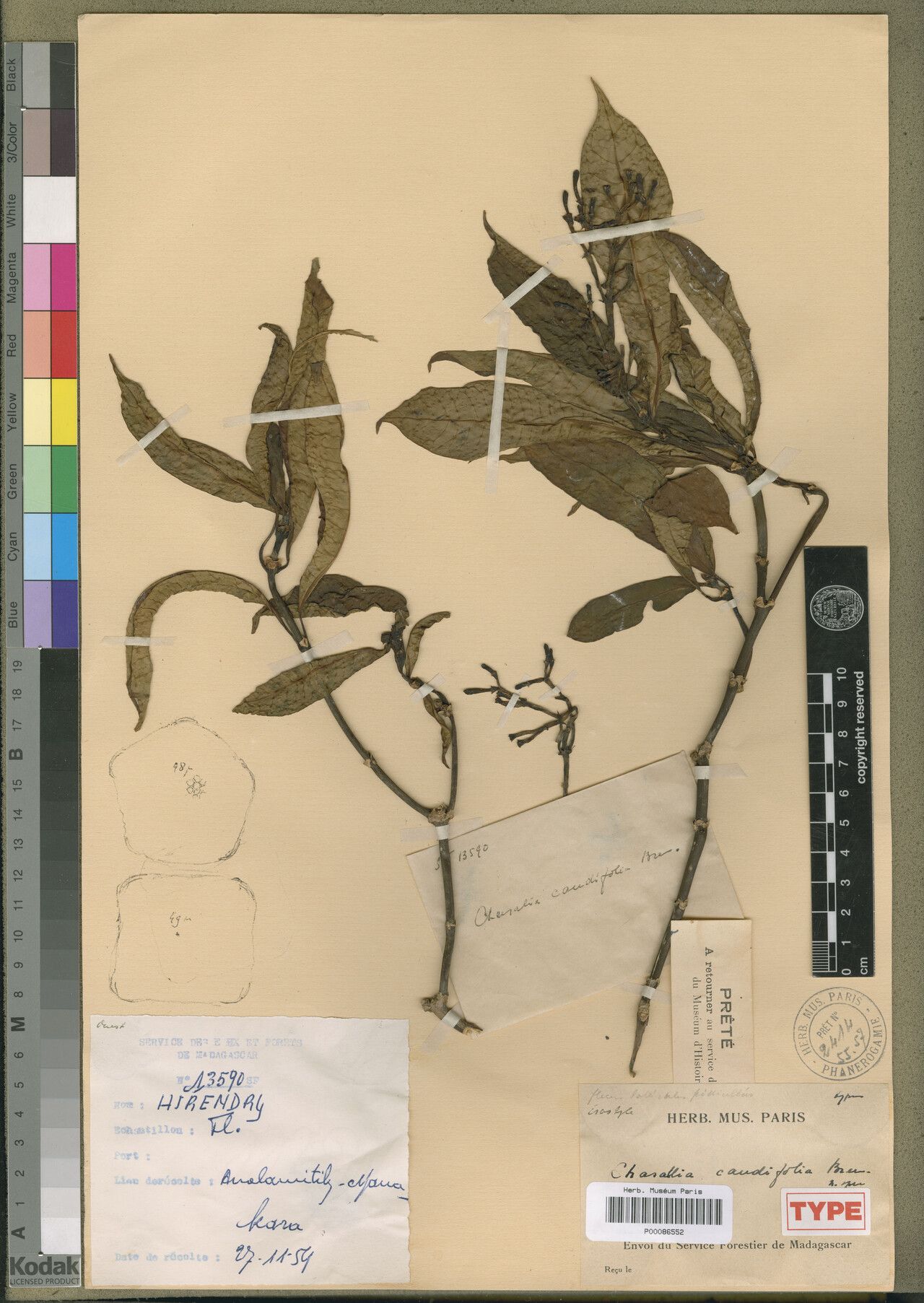 Chassalia caudifolia — houseplant care guide