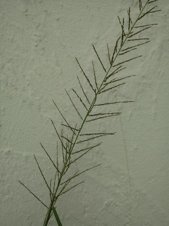 Eragrostis plana — search result for 'Eragrostis'