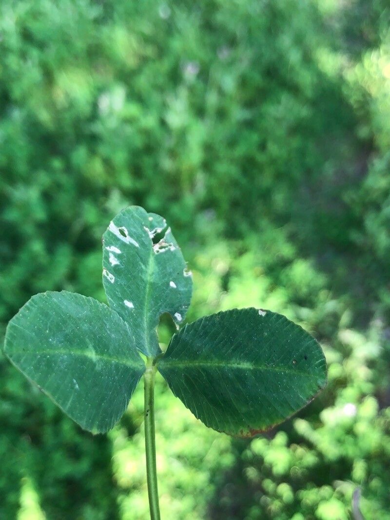 Trifolium spumosum — search result for 'Trifolium'