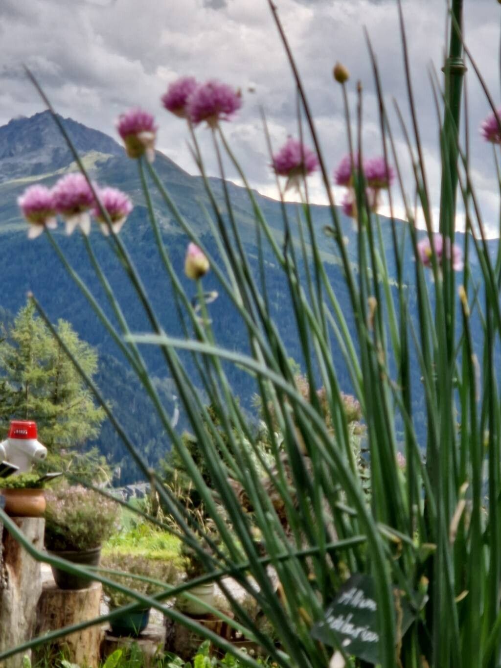 Allium ledebourianum flower