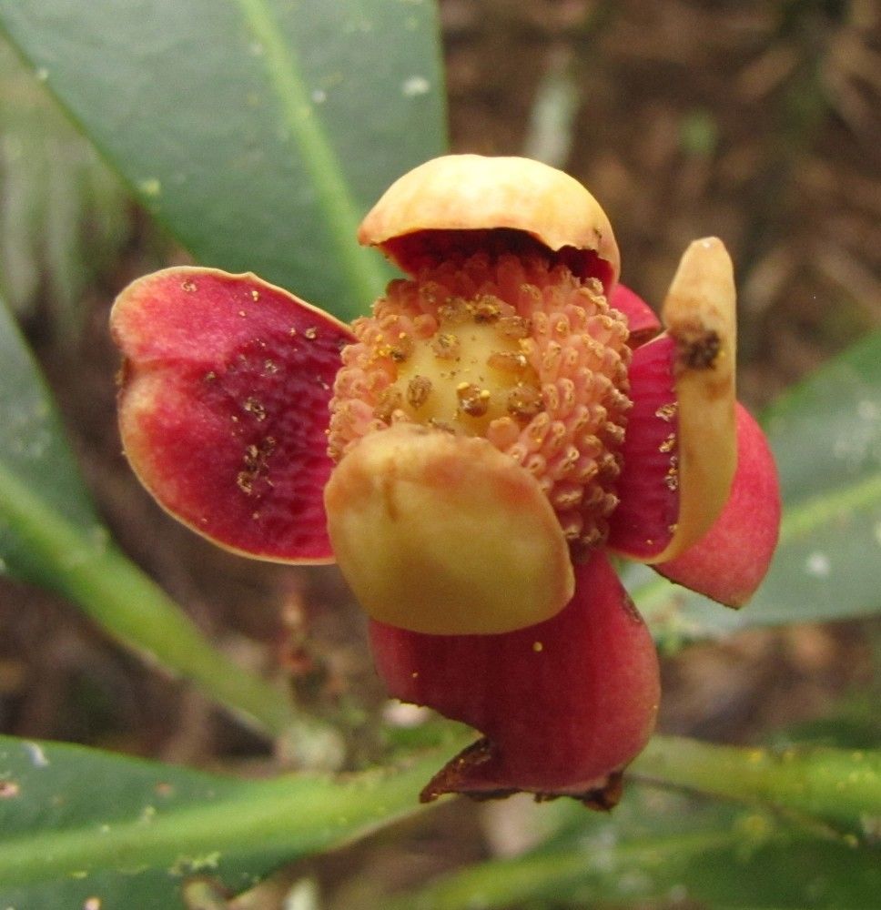 Zygogynum vinkii — houseplant care guide