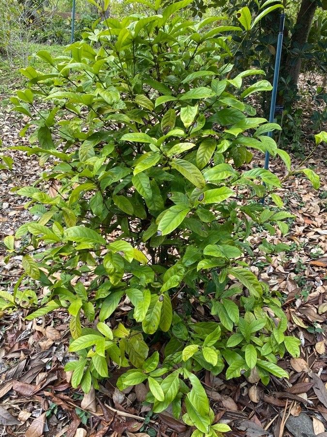 Coffea humilis — search result for 'Coffea'