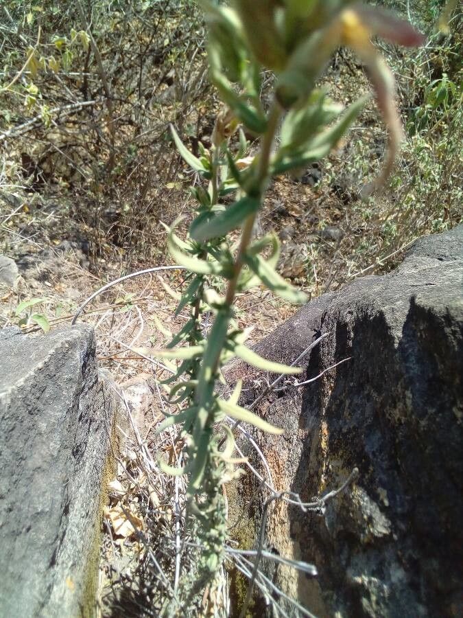 Castilleja tenuiflora leaf