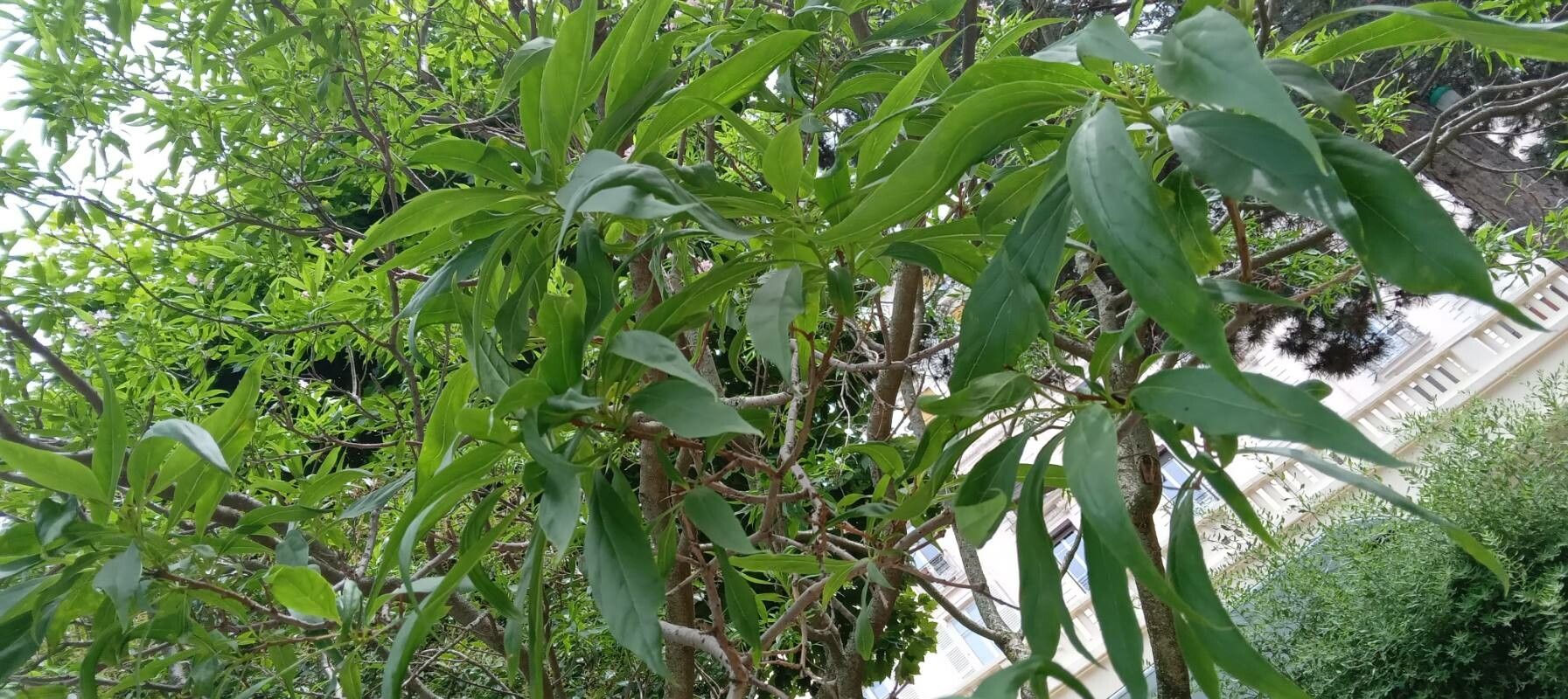 Chilopsis linearis — search result for 'Bignoniaceae'