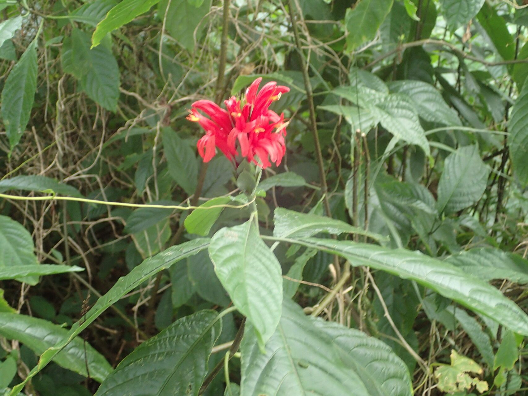Pachystachys spicata other