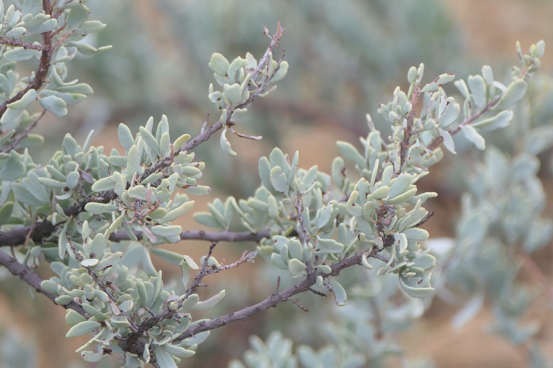 Tetragonia schenkii habit