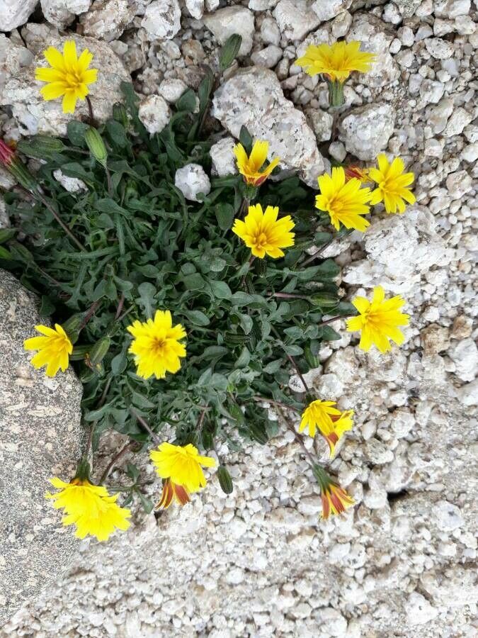 Hypochaeris robertia flower