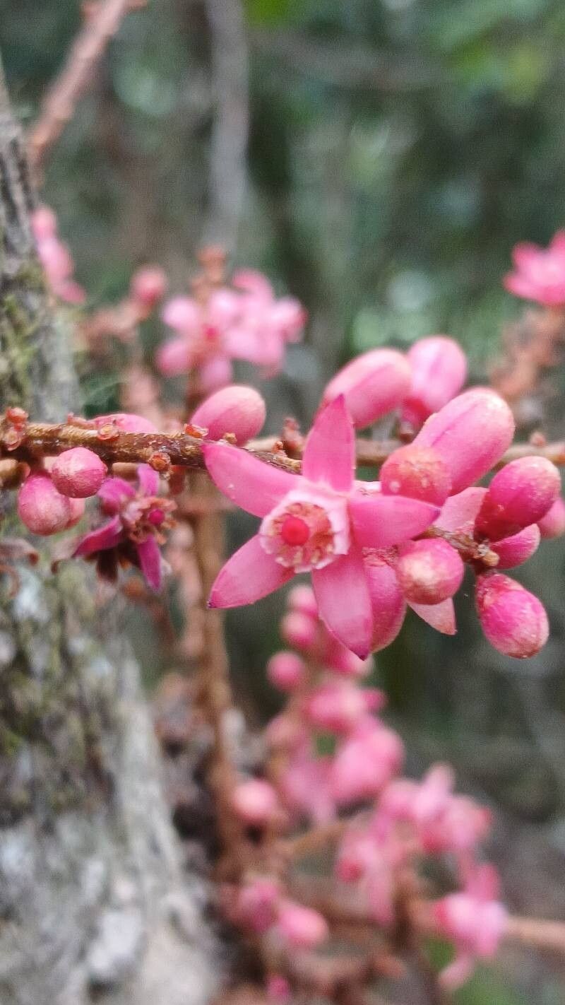 Didymocheton roseus flower