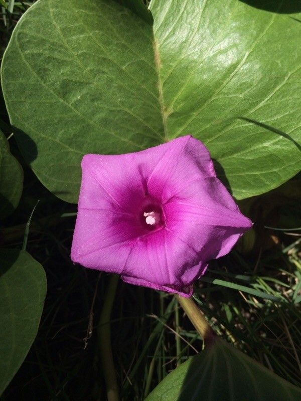 Ipomoea pes-caprae flower