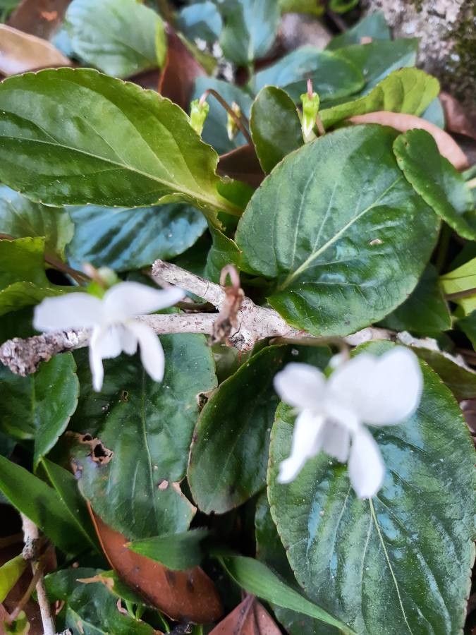 Viola blanda bark