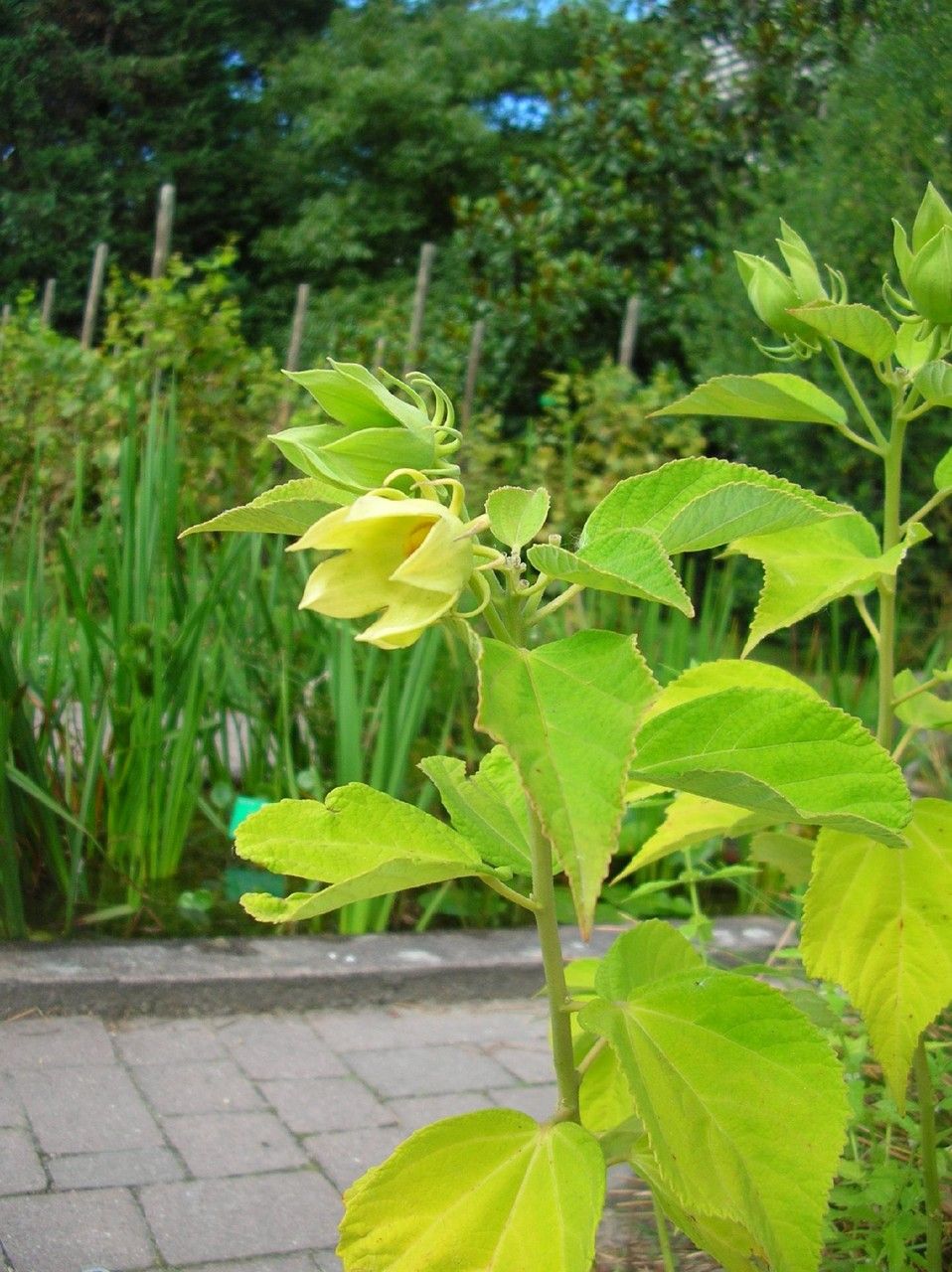 Hibiscus diversifolius habit