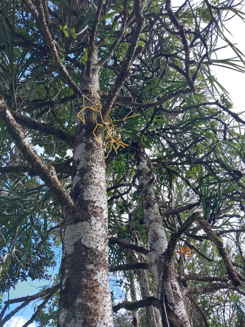 Pandanus muricatus other