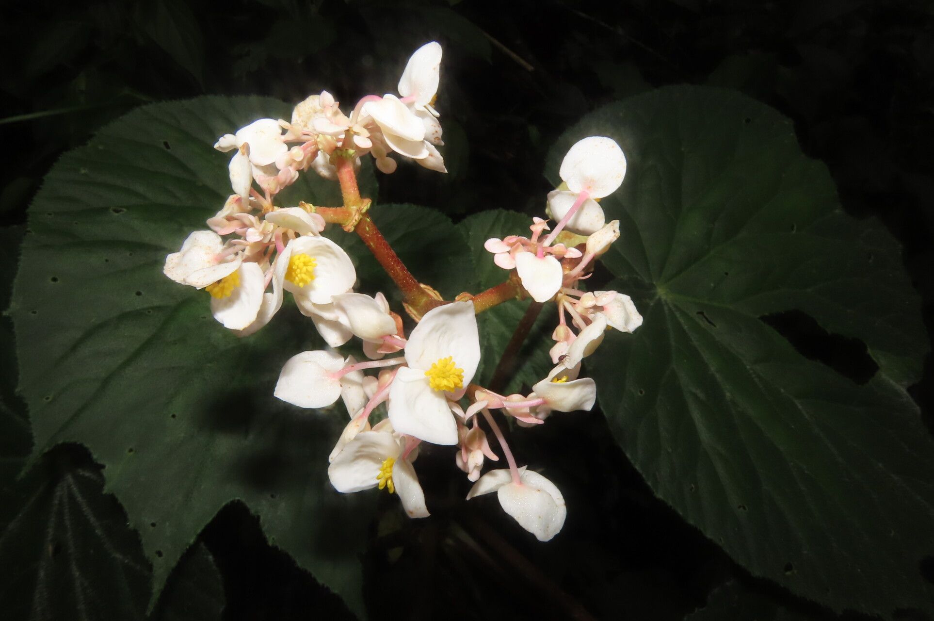 Begonia involucrata flower