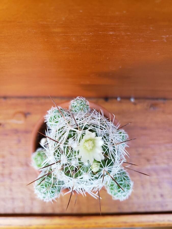 Mammillaria gracilis flower