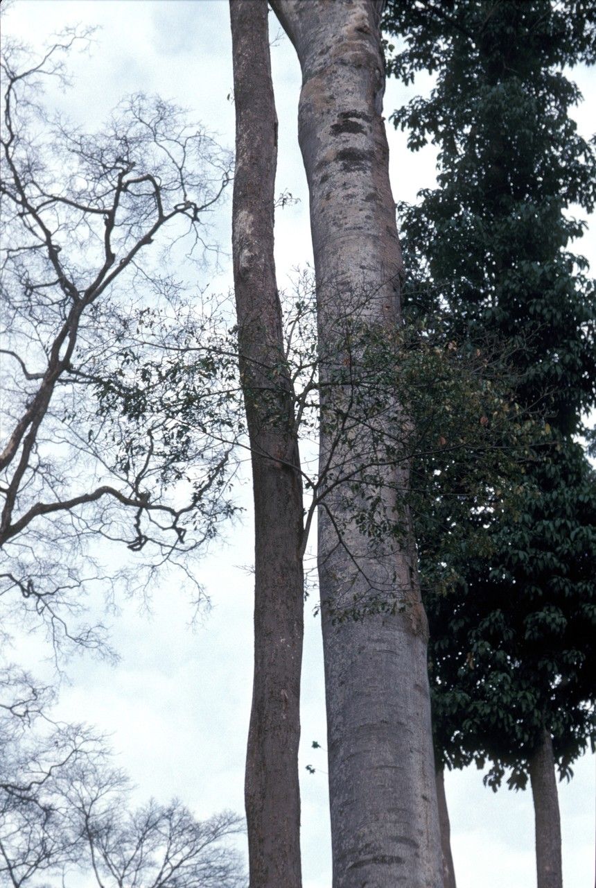 Nesogordonia papaverifera — search result for 'Gabon'