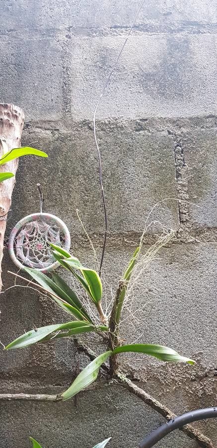 Ionopsis utricularioides — search result for 'Paraguay'