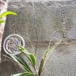 Ionopsis utricularioides