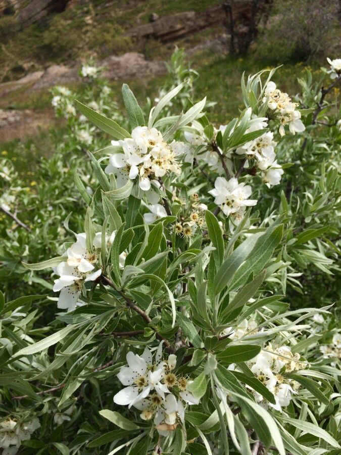 Pyrus caucasica flower
