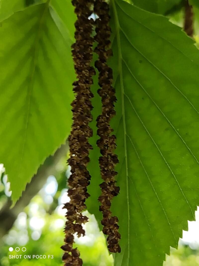 Betula papyrifera flower
