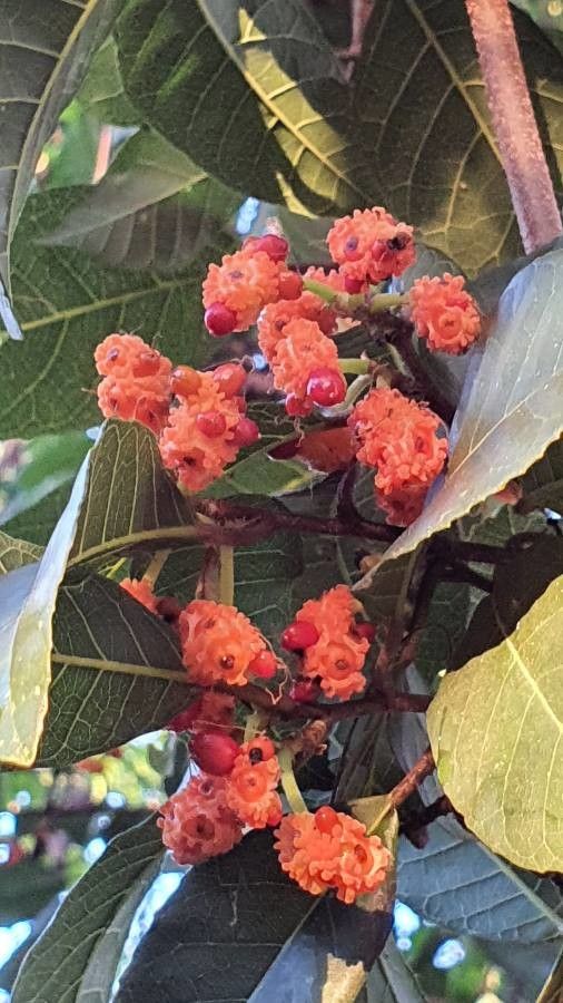 Trophis scandens fruit