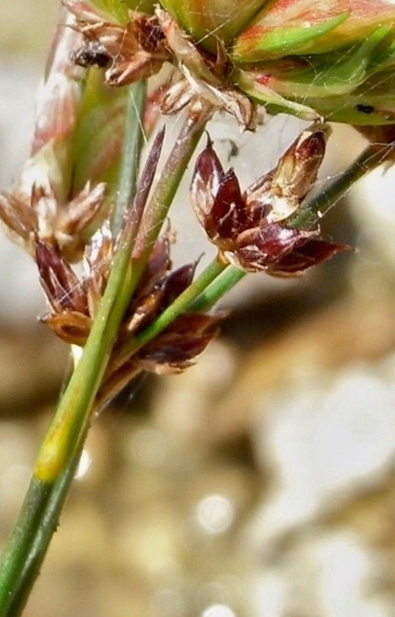 Juncus articulatus flower